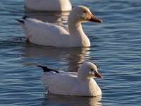 A2Z5671c  Ross's Goose (Chen rossii) & Snow Goose (Chen caerulescens)